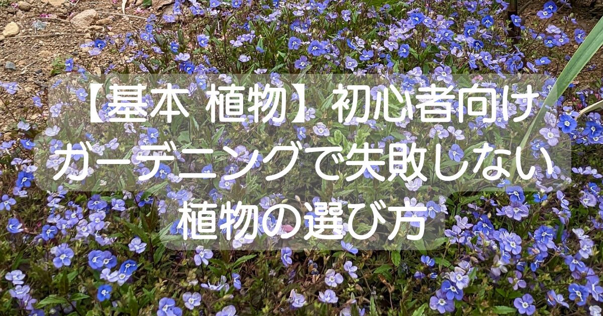 失敗しない植物の選び方 青や紫の小花