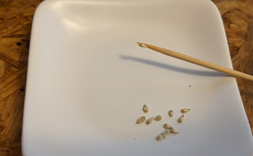 水に濡らした竹串や爪楊枝で種を一粒取る