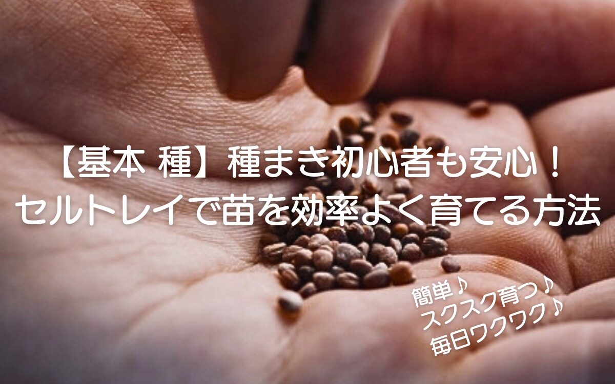 手のひらの上に小さい種が30粒くらい乗っている
